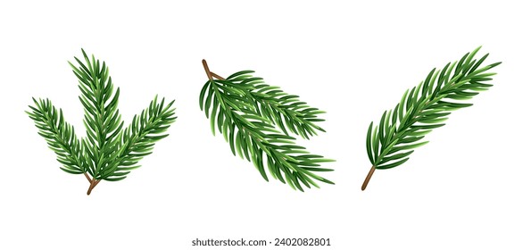 Set of Christmas tree branches. Vector illustration. Isolated on a white background.	
