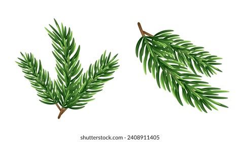 Set of Christmas tree branches. Vector illustration. Isolated on a white background.	
