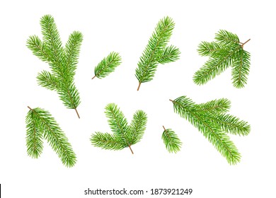 Set of Christmas tree fir branches isolated on white background. Vector illustration.