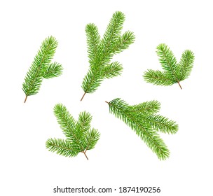 Set of Christmas tree fir branches isolated on white background. Vector illustration.