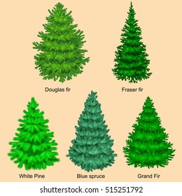 Set of christmas vector tree like fir or pine Blue spruce for New year celebration without holiday decoration, evergreen xmas plants