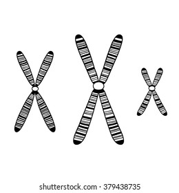 Set of chromosome. Vector illustration. 