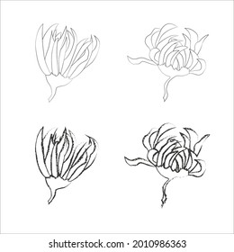 Un conjunto de crisantemo se cierne sobre un fondo blanco. Elementos decorativos separados para afiches, patrones, postales, papel pintado en el estilo de abstracción y grueso. Ilustración vectorial de material.