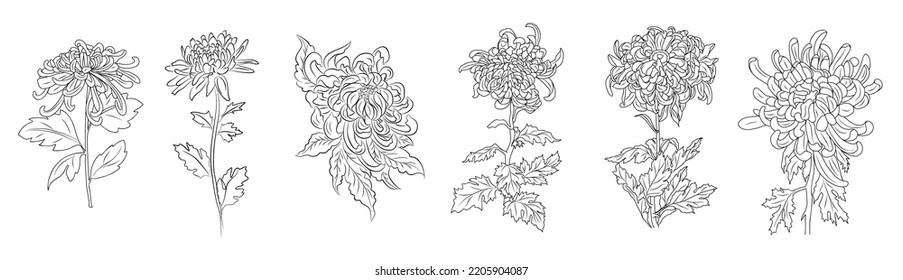 Set of Chrysanthemum flower line art vector illustrations. Hand drawn monochrome black ink style sketch. November birth month flower for trendy jewelry, tattoo, logo, wall art, card, packaging design.