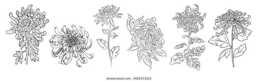 Set of Chrysanthemum flower line art vector.