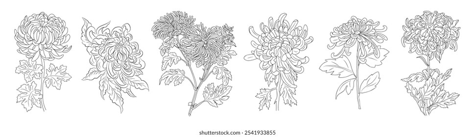 Set of Chrysanthemum flower line art vector illustrations. Hand drawn monochrome black ink style sketch. November birth month flower for trendy jewelry, tattoo, logo, wall art, card, packaging design.