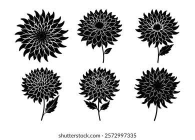set of chrysanthemum flower vector illustration