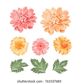 Set of chrysanthemum flowers elements. Botanical illustration. Collection of mum on a white background. Vector illustration bundle.