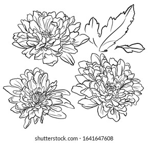 Set of Chrysanthemum flowers isolated vector. Hand drawn botanical illustration.