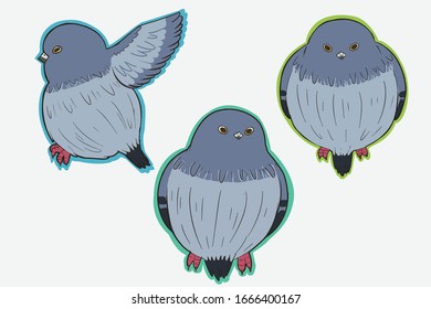set of chunky pigeon , bird illustration