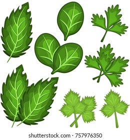 Set of cilantro, basil, celery, spinach spices, herbs isolated on white background