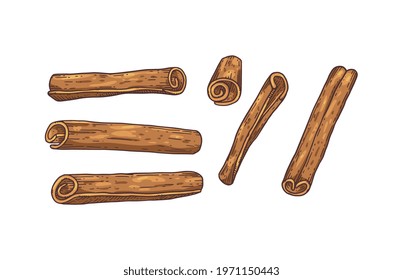 Set of Cinnamon sticks or dried bark rolls closeup, engraving colored vector illustration isolated on a white background. Collection of cinnamon sticks in various angles.