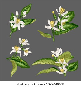 Set of citrus flower branches of orange, lemon, lime fruit tree made in vector graphic with flowers, leaves, buds and little fruits. There are flowers 4 and 5 petals.