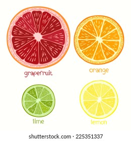 Set of citrus fruit - grapefruit, orange, lime and lemon. Hand drawn illustration.