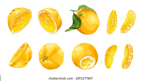 Set with citrus fruit and slices of different shapes such as  halves and 4 long size bright slices. There are 10 elements made in realistic vector drawing style design