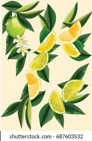 set with citrus fruit slices, oranges, lemons and lime with leaves and flowers