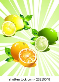 Set citrus fruit. Vector