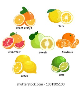 Conjunto de frutos cítricos, pomelo, lima, cal, cal de kaffir, limón, mandarina y yuzu aislados en fondo blanco, ilustración vectorial.