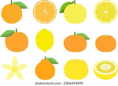 Set of citrus fruits icons