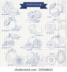 Set of citrus fruits on paper. Vector hand drawing sketch illustration for your design