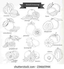 Set of citrus fruits. Vector hand drawing sketch illustration for your design