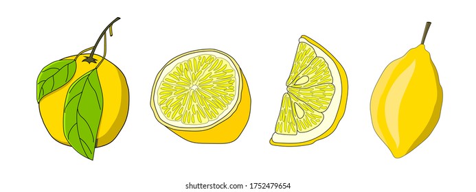 Set of citrus fruits. Whole lemon, half lemon, slice of lemon. Vector hand drawn elements for design. Doodle style.