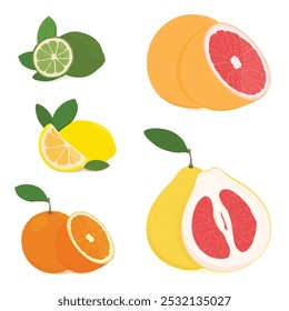 Set of citrus: grapefruit, pomelo, orange, mandarin, lemon and lime. Whole fruit and cut half. Fresh sour citrus fruits with vitamin C. Realistic vector illustration 