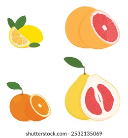 Set of citrus: grapefruit, pomelo, orange, mandarin and lemon. Whole fruit and cut half. Fresh sour citrus fruits with vitamin C. Realistic vector illustration 