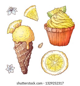 Set of citrus ice cream and cupcake. Vector illustration