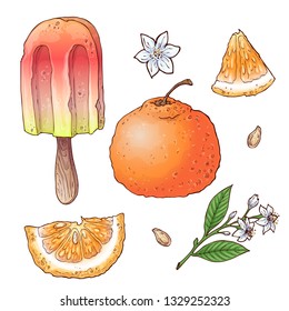 Set of citrus ice cream. Vector illustration