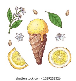 Set of citrus ice cream. Vector illustration