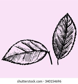 set of citrus leaves, doodle style, sketch illustration, hand drawn, vector