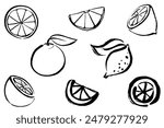 Set of citrus line drawing illustrations of orange and lemon with a touch of brush