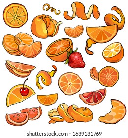 Set of citrus, oranges, tangerines and mandarines. Whole fruits and pieces. Tasty and healthy vegetarian food. Collection of vector stock illustrations. Hand drawn, colorful, isolated.
