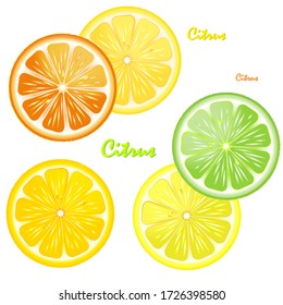 Set of citrus slices. Fresh fruits cut in half (lime, orange, grapefruit,  lemon) isolated on white background. 
Element for design menu cafe,bistro, restaurant, label and packaging. Vector.