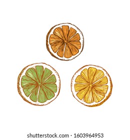 Set of citrus slices, lemon, lime, orange on an isolated background. Hand drawing. Vector. Concept: the packaging of tea; tropics; aromatic oils of citrus; cocktails; label for lemonade.