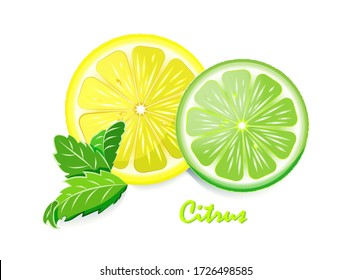 Conjunto de rodajas de cítricos limón, cal y menta. Frutas frescas cortadas a la mitad aisladas de fondo blanco. 
Elemento de diseño de menú café, bistró, restaurante, etiqueta y embalaje. Vector.