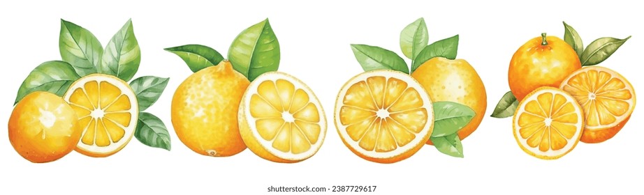 Set of Citrus Watercolor Vector