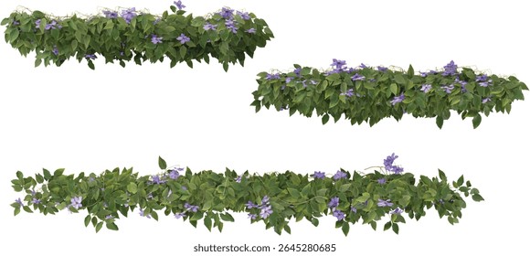 Set of Clematis creeper plants isolated on transparent background from the top view