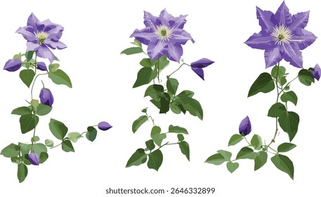 Conjunto de Clematis florida maracujá clematis, árvore virginsbower asiática, vista frontal, ilustração vetorial, corte isolado, planta de flor tropical, arte botânica, planta de jardim,