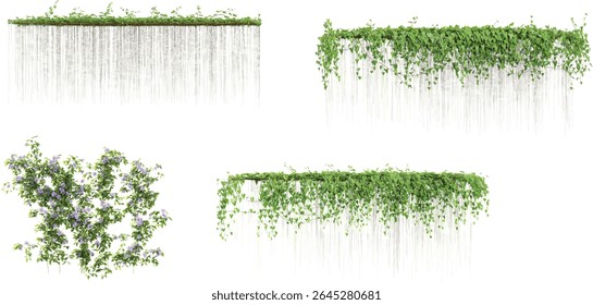 Set of Clematis,Cissus creeper plants isolated on transparent background