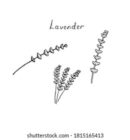 Set Set Clipart-Art-Lavendel-Zwirge und -Blumen, Vektorgrafik, Handzeichnung