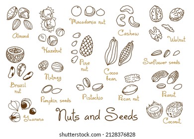 Colocar las nueces y semillas dibujadas a mano por clipart. Semillas de nuez, cacahuete y girasol. Almendra, pistacho, anacardos, avellanas y macadamia. Ilustración en el estilo de arte en línea