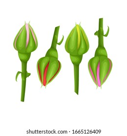 Set of Closed up a beautiful roses buds isolated on white background, vector eps 10 illustration