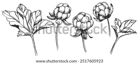 A set of cloudberry leaves and berries images. Sketch style illustration
