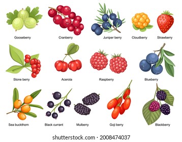 Set Cloudberry, Strawberry, Cranberry and Raspberry with Stone Berry, Acerola and Goji. Blackberry, Juniper Berry, Black Currant and Blueberry with Mulberry and Gooseberry. Cartoon Vector Illustration