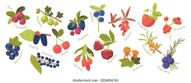 Set Cloudberry, Strawberry, Cranberry and Raspberry with Stone Berry, Acerola and Goji. Blackberry, Juniper Berry, Black Currant and Blueberry with Mulberry and Gooseberry. Cartoon Vector Illustration