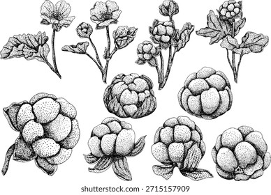 Conjunto de Vector Cloudberry, ilustración de grabado. Superalimento orgánico de la baya. Icono dibujado a mano para la etiqueta, cartel, diseño de embalaje	