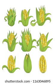 Set of cobs of corn on white background. Can be used for various purposes;