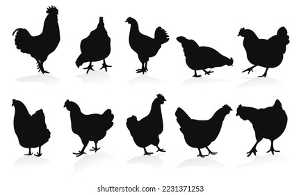 Set cock, cockerel, rooster, chicken, hen, chick, position standing, poultry silhouettes hand drawn, isolated vector
